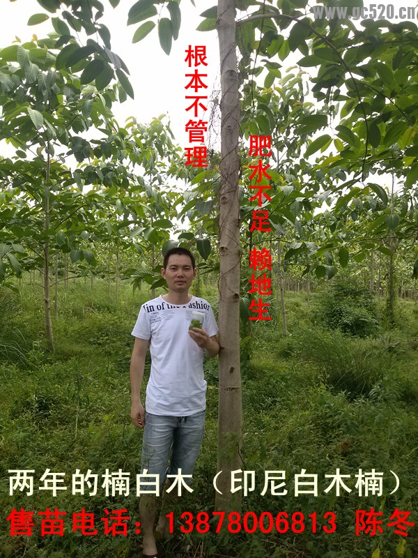 楠白木（印尼白木楠）：绿色发财大树，造经济林的首选！715 / 作者:baimunan / 帖子ID:105958