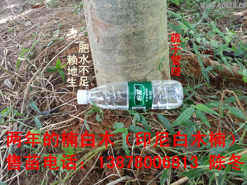 楠白木（印尼白木楠）：绿色发财大树，造经济林的首选！219 / 作者:baimunan / 帖子ID:105958