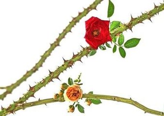 刺玫瑰花图片 出血图片