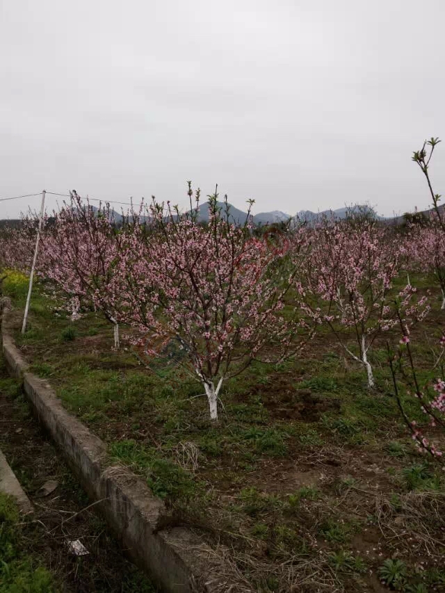 去朋友家玩看见了几棵桃树开花了178 / 作者:桂花糕 / 帖子ID:112494