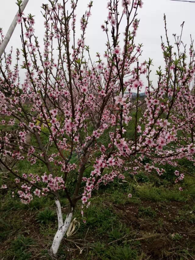 去朋友家玩看见了几棵桃树开花了545 / 作者:桂花糕 / 帖子ID:112494