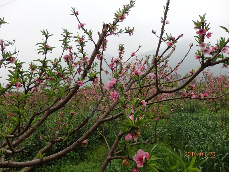 这次游玩错过了恭城的桃花节，虽然有点遗憾288 / 作者:建筑19551213 / 帖子ID:113605