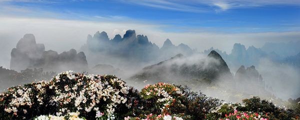 【恭城行者俱乐部】5月16-17登顶中国瑶都金秀圣堂山 观最美高山杜鹃 ！426 / 作者:紫藤瀑布 / 帖子ID:115863