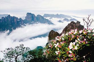 【恭城行者俱乐部】5月16-17登顶中国瑶都金秀圣堂山 观最美高山杜鹃 ！941 / 作者:紫藤瀑布 / 帖子ID:115863