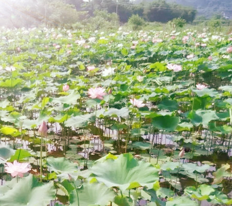 荷花盛开，清风自来946 / 作者:小红花 / 帖子ID:116655