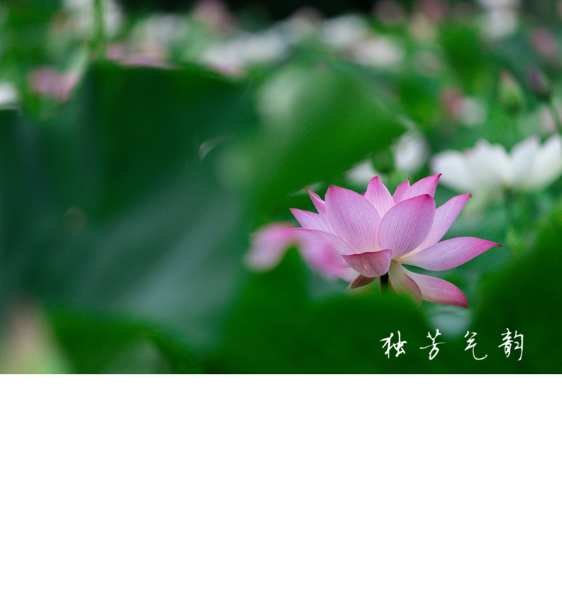 邓趴荷花411 / 作者:独芳气韵 / 帖子ID:116796