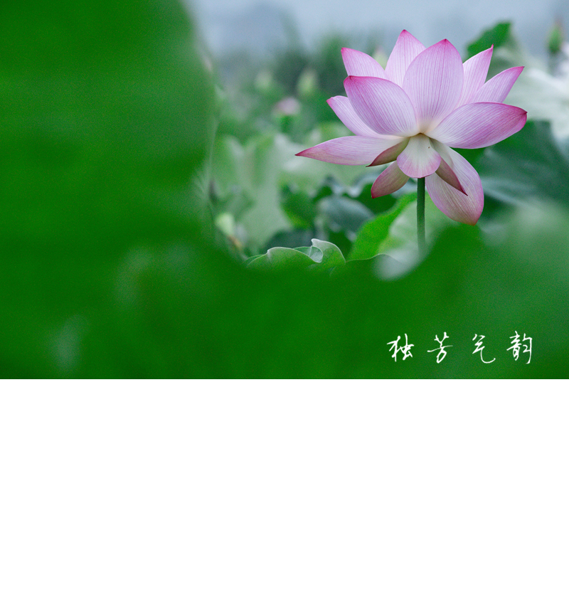 邓趴荷花24 / 作者:独芳气韵 / 帖子ID:116796