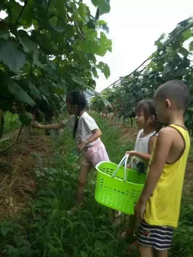 西岭费村巨峰葡萄园休闲娱乐,自采自购是周末的好去处欢迎大家光临!15677068193费兴科559 / 作者:可可553697052ll / 帖子ID:119475