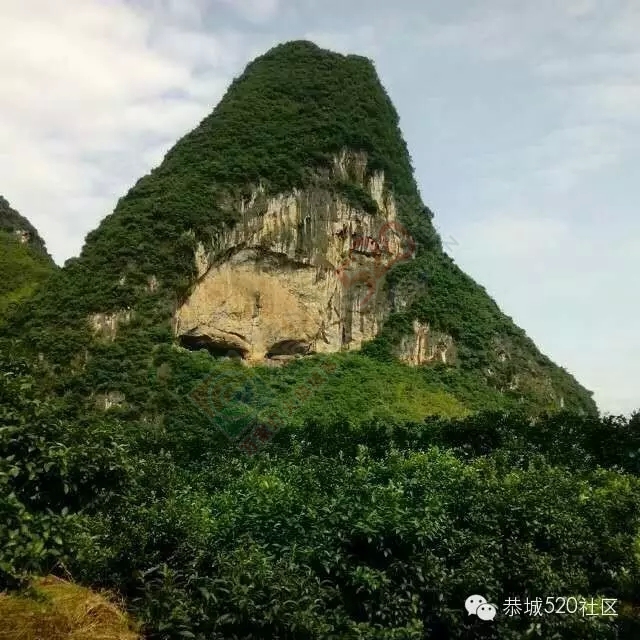 你知道吗?恭城还有一处神奇美丽的地方：原生态猫鼻山风景区411 / 作者:社区小编 / 帖子ID:120631