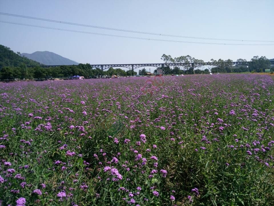 【恭城行者户外】相约你蒙山赏花，走天书峡谷活动93 / 作者:光头铁（老铁） / 帖子ID:128399