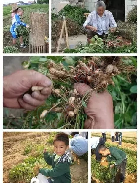 恭城人小时候做过的农活，你做过几样？900 / 作者:火星娃崽 / 帖子ID:128742