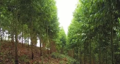 种植桉树”广东广西两地部分已受到严重污染 水不能喝了 动物也死了！291 / 作者:深秋的落叶 / 帖子ID:159585