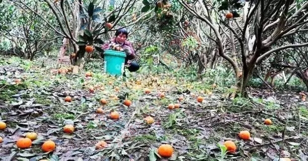 数万吨蜜桔柿子滞销烂在地里，广西水果怎么了？705 / 作者:渲染人生 / 帖子ID:160120