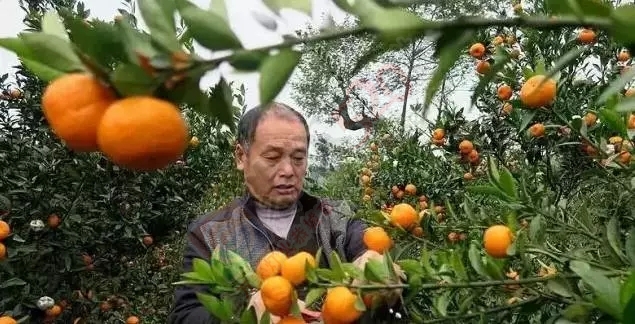 数万吨蜜桔柿子滞销烂在地里，广西水果怎么了？953 / 作者:渲染人生 / 帖子ID:160120