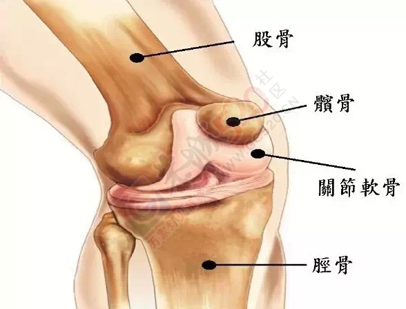 坚持一个月让你的膝盖年轻10岁985 / 作者:人艰不拆 / 帖子ID:161040