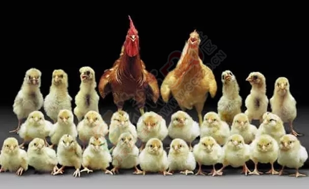 一农户去杀鸡，不经意地说：快吃吧，这是你最后一顿，结果..717 / 作者:jphzy / 帖子ID:161522