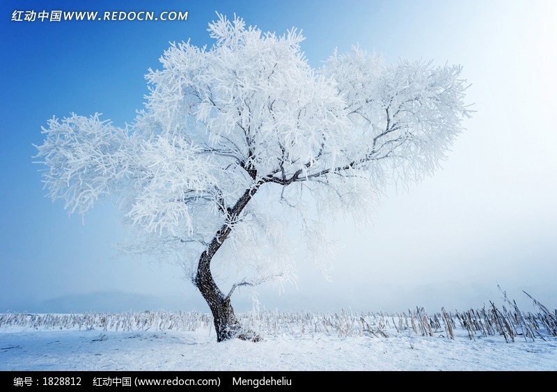 恭城期待的雪景148 / 作者:歌声回荡 / 帖子ID:161612