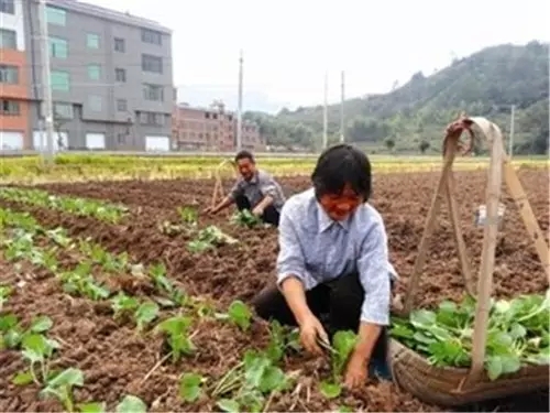 我是恭城乡下的，你会嫌弃我吗？902 / 作者:深秋的落叶 / 帖子ID:162490