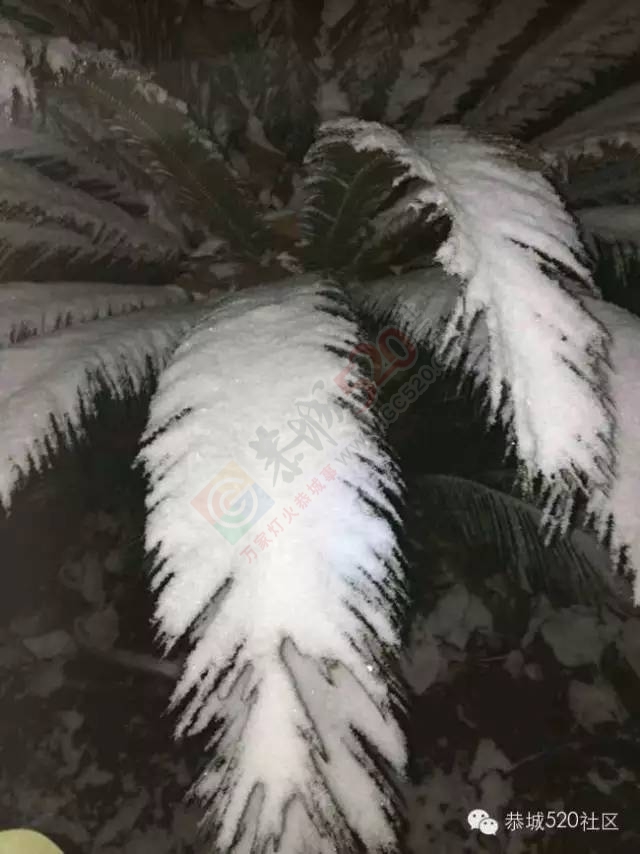 【雪景图集】恭城各地银装素裹，美得不要不要滴~~361 / 作者:深秋的落叶 / 帖子ID:162737