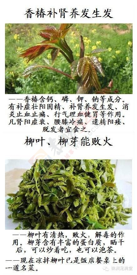 一种野菜治一种病124 / 作者:人艰不拆 / 帖子ID:163421