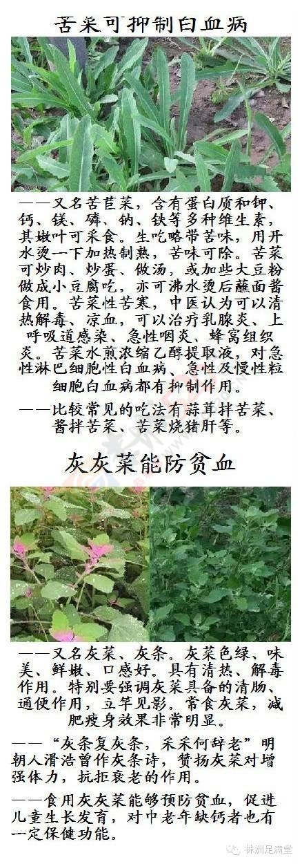 一种野菜治一种病955 / 作者:人艰不拆 / 帖子ID:163421