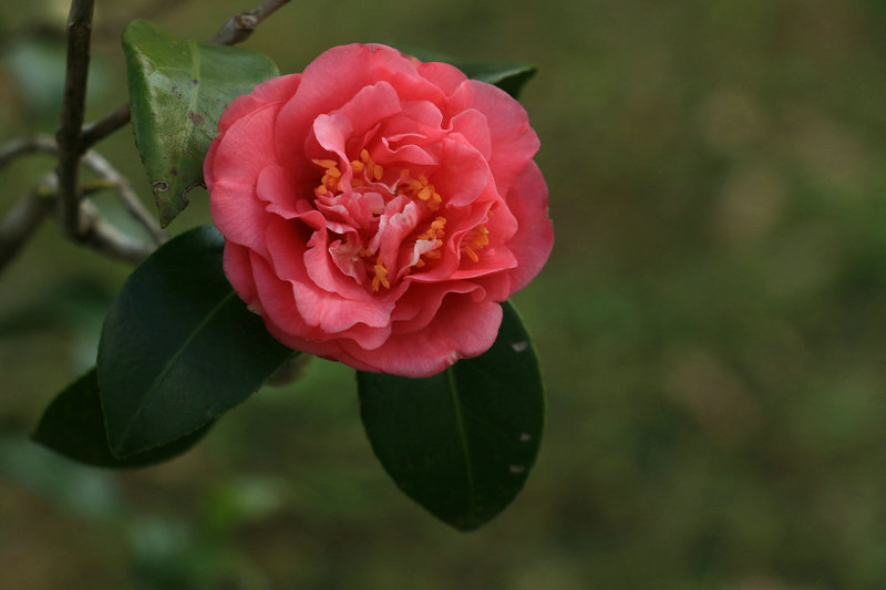 山茶花影集472 / 作者:山茶花 / 帖子ID:163634