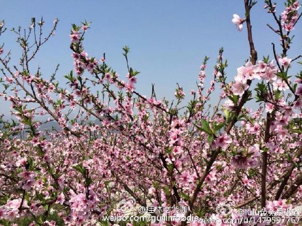 恭城桃花朵朵开，沾桃花运克！938 / 作者:逢时 / 帖子ID:164447