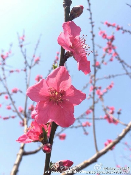 恭城桃花朵朵开，沾桃花运克！132 / 作者:逢时 / 帖子ID:164447