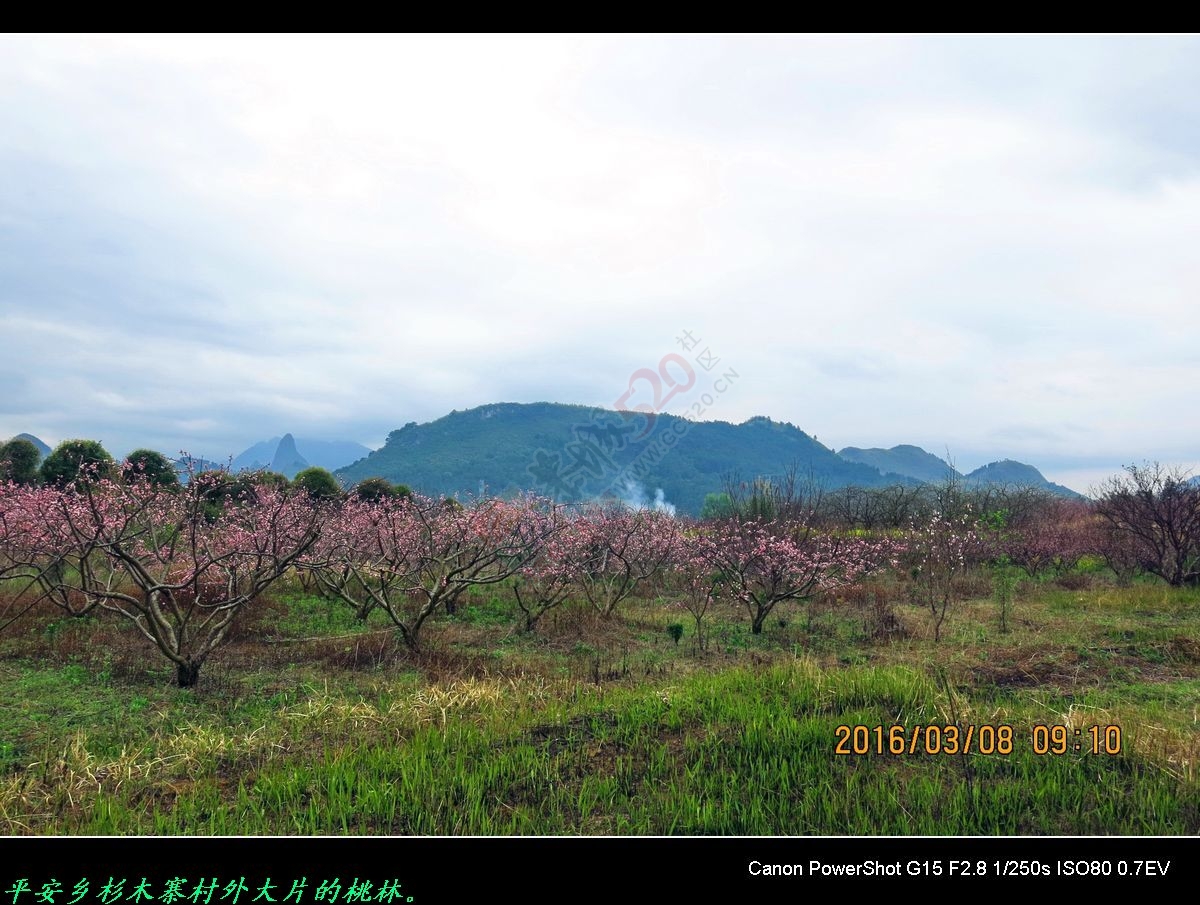 赏桃花、游山水，重温儿时旧梦。614 / 作者:平安大叔 / 帖子ID:164868