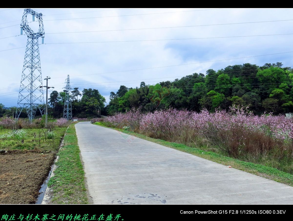 赏桃花、游山水，重温儿时旧梦。86 / 作者:平安大叔 / 帖子ID:164868