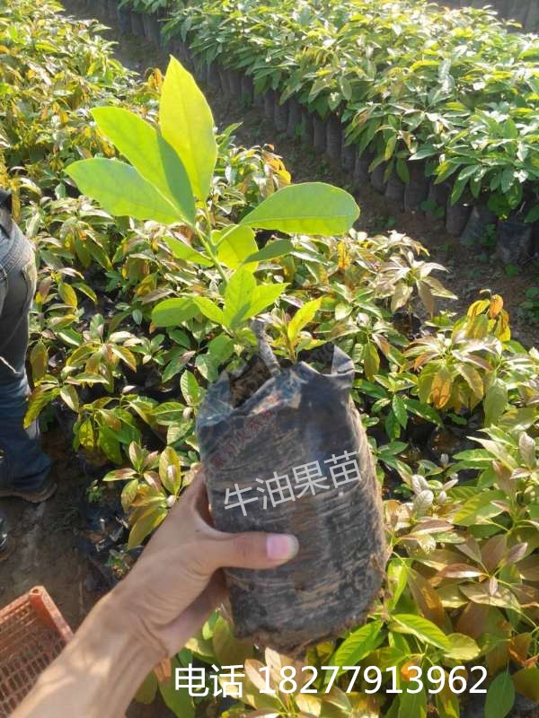 出售 牛油果苗，牛油果种子 辣木苗 批发销售 大量包运送476 / 作者:销售鸦胆子苗 / 帖子ID:173927