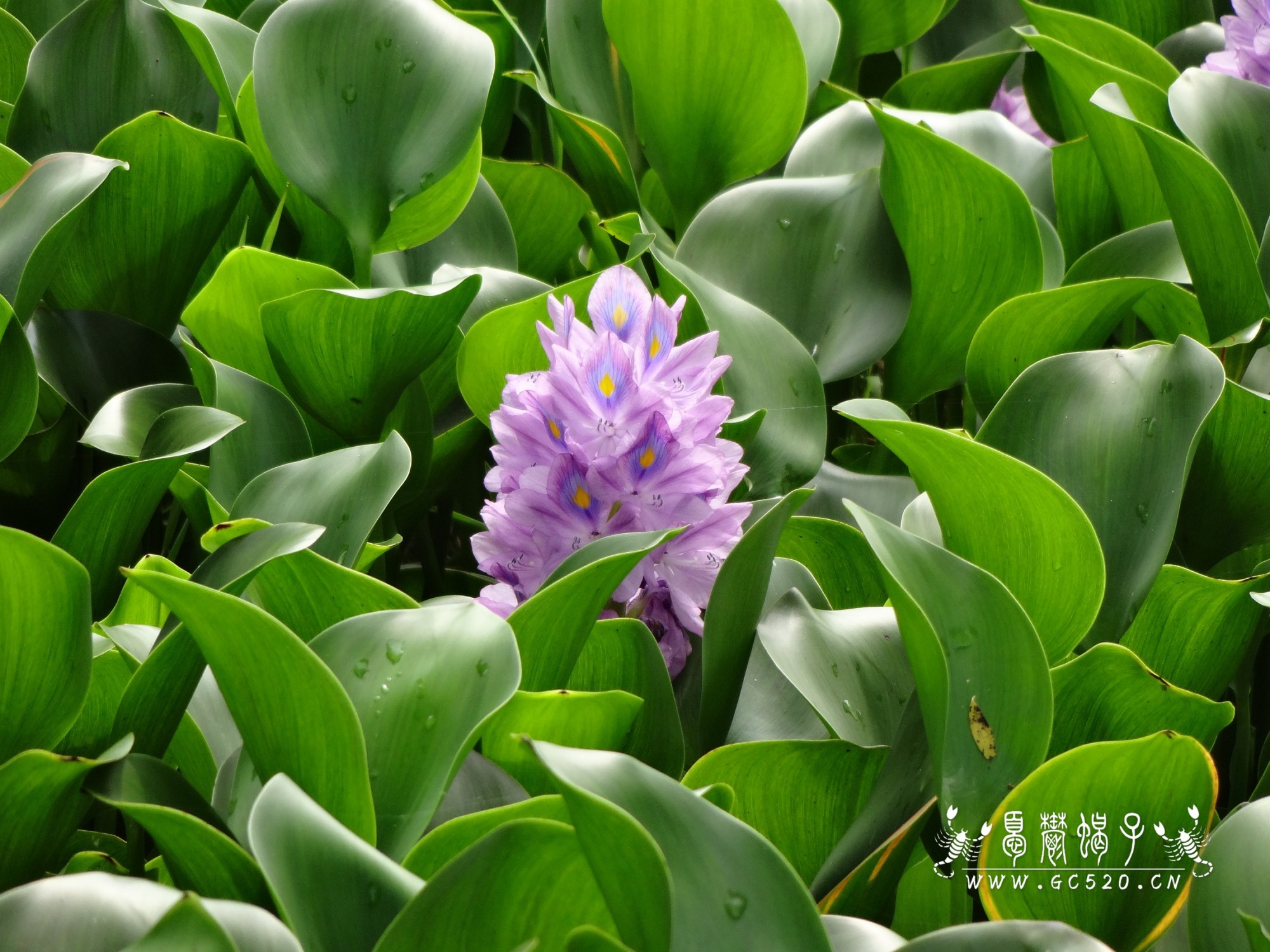 邓扒赏荷165 / 作者:憂鬱蠍子 / 帖子ID:174354