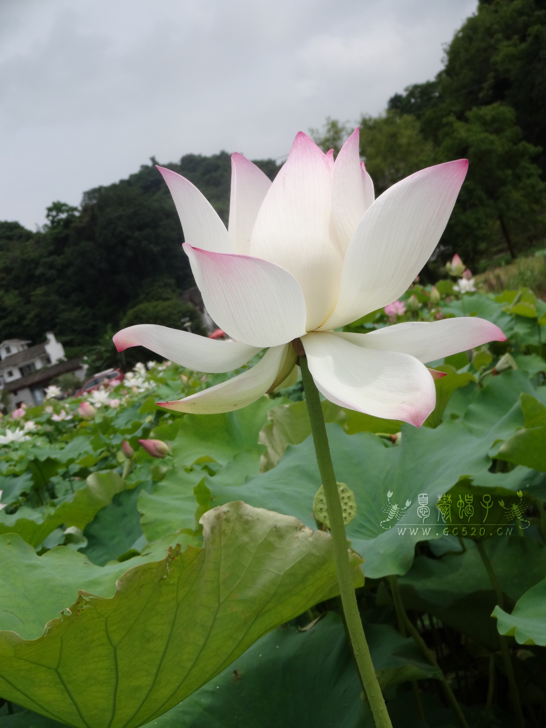 邓扒赏荷472 / 作者:憂鬱蠍子 / 帖子ID:174354