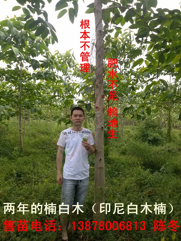 楠白木（印尼白木楠）：绿色发财大树，选经济林首选！526 / 作者:d13788159067 / 帖子ID:192212