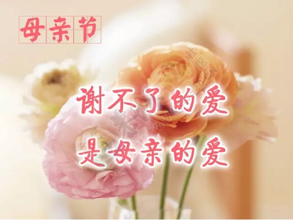 祝福 天下的母亲 节日快乐！845 / 作者:罗少爷 / 帖子ID:224943