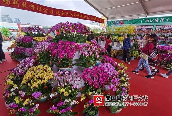 太美！广西迎春花市免费开放，1000多种鲜花在这里盛开！155 / 作者:万胜 / 帖子ID:270147