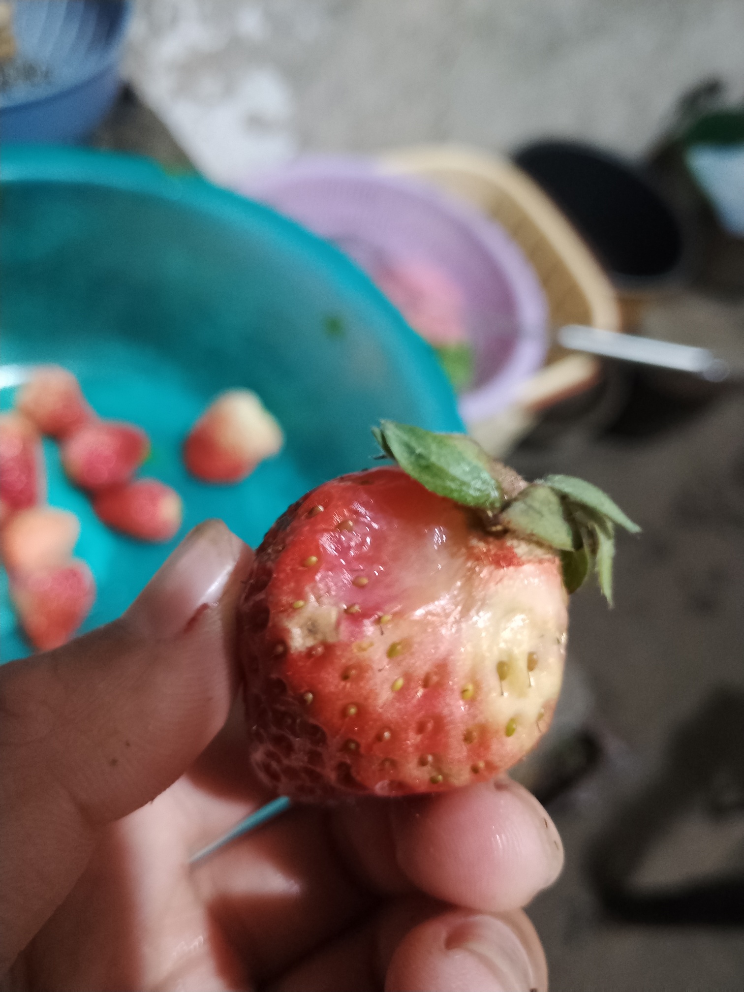 天和超市的垃圾草莓，一盒草莓坏一半，还有发霉的！681 / 作者:李志敏 / 帖子ID:270892