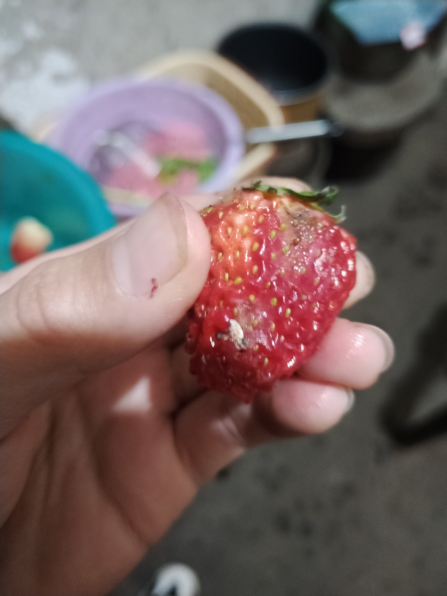 草莓变质图片