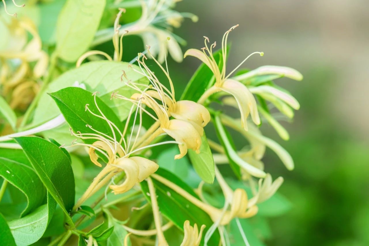 清热就喝金银花茶？养生茶不能随意喝，喝错反而伤身！766 / 作者:YKJNzVqH / 帖子ID:273048