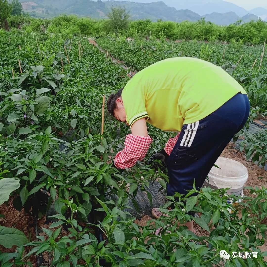 党旗领航，莲花初级中学深入开展“劳动美”社会实践主题教育活动559 / 作者:论坛小编04 / 帖子ID:273107