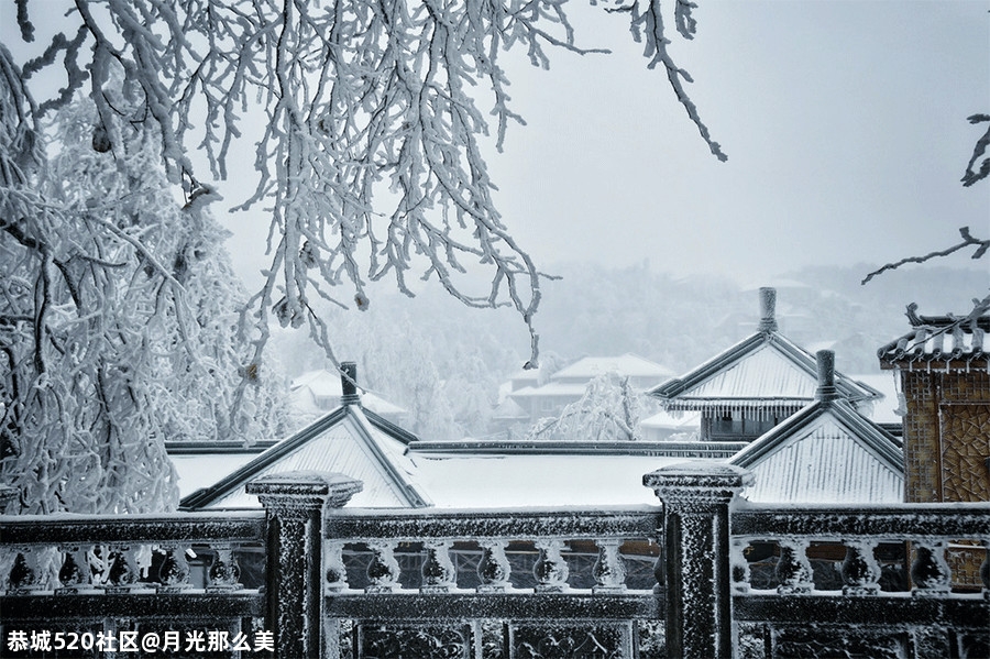 大雪｜白首天涯，雪落归家667 / 作者:月光那么美 / 帖子ID:280176