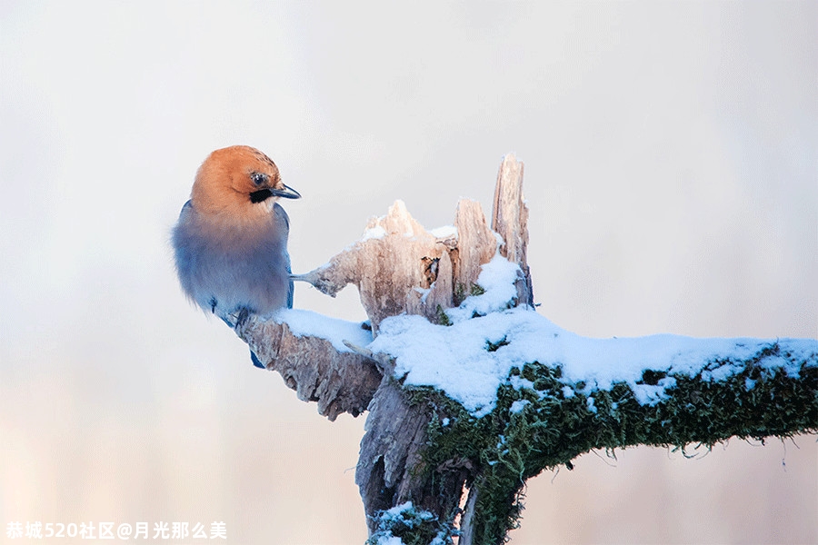 大雪｜白首天涯，雪落归家140 / 作者:月光那么美 / 帖子ID:280176