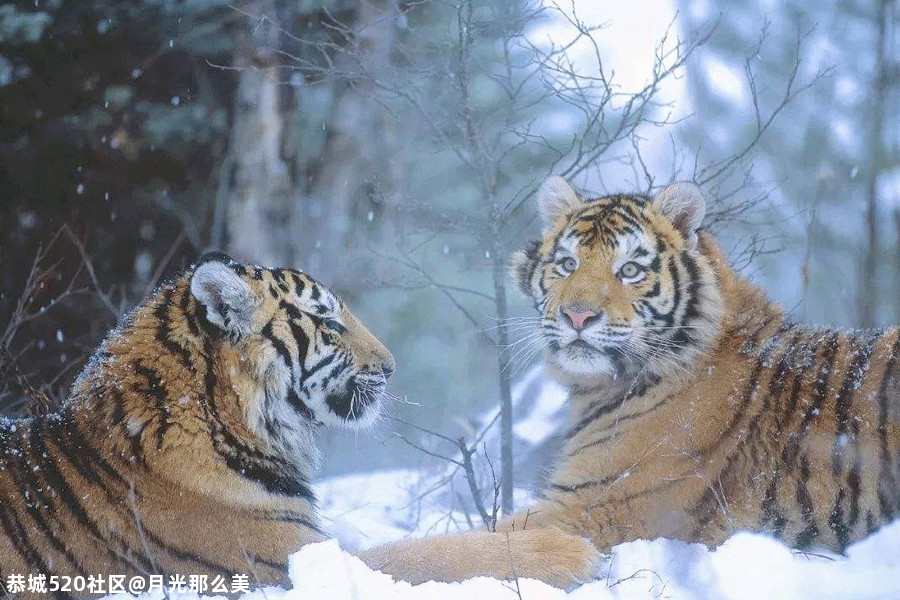 大雪｜白首天涯，雪落归家286 / 作者:月光那么美 / 帖子ID:280176