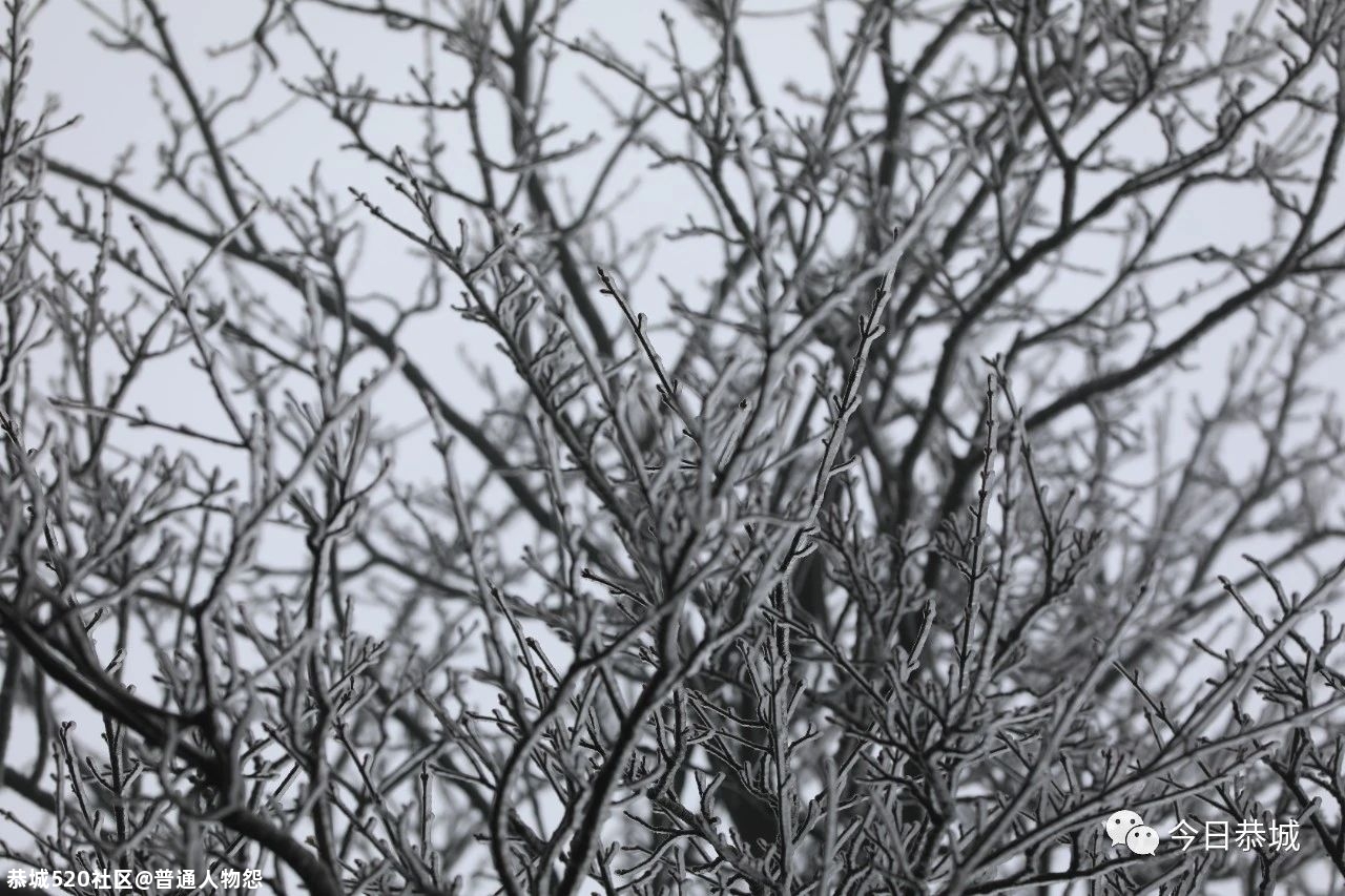 燕子山雪景来袭，请猛戳！810 / 作者:普通人物怨 / 帖子ID:280553