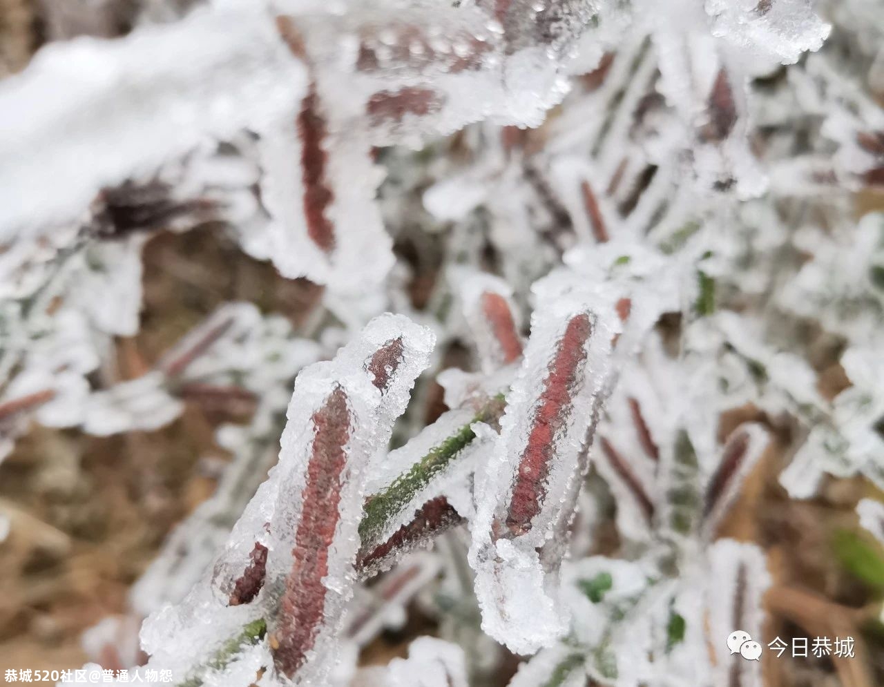 燕子山雪景来袭，请猛戳！638 / 作者:普通人物怨 / 帖子ID:280553