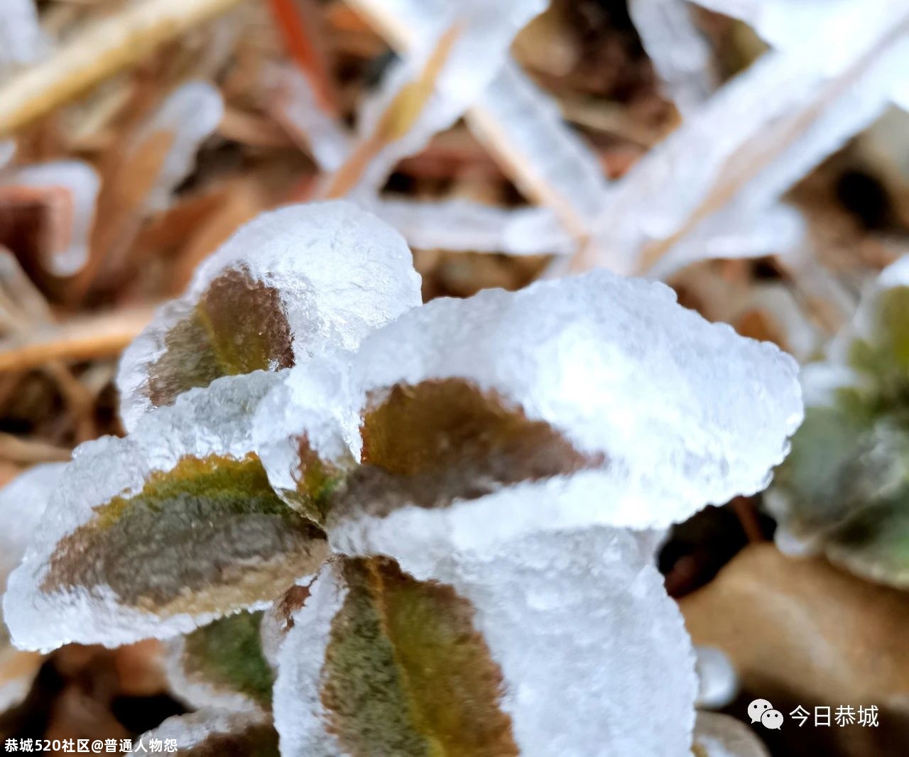 燕子山雪景来袭，请猛戳！121 / 作者:普通人物怨 / 帖子ID:280553