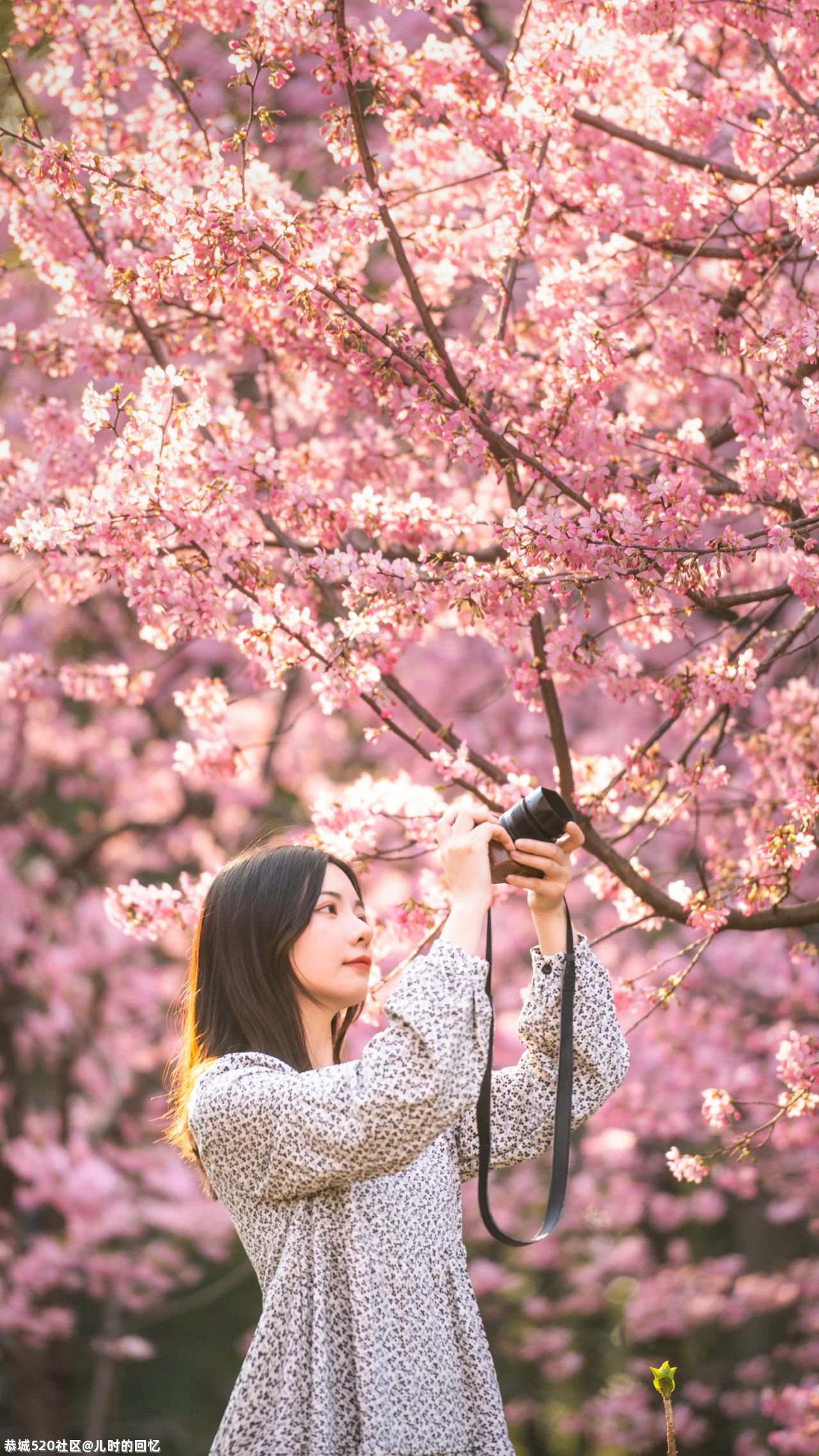 中国“樱花之都”火上热搜：去年欠自己的旅行，是时候了！283 / 作者:儿时的回忆 / 帖子ID:283163