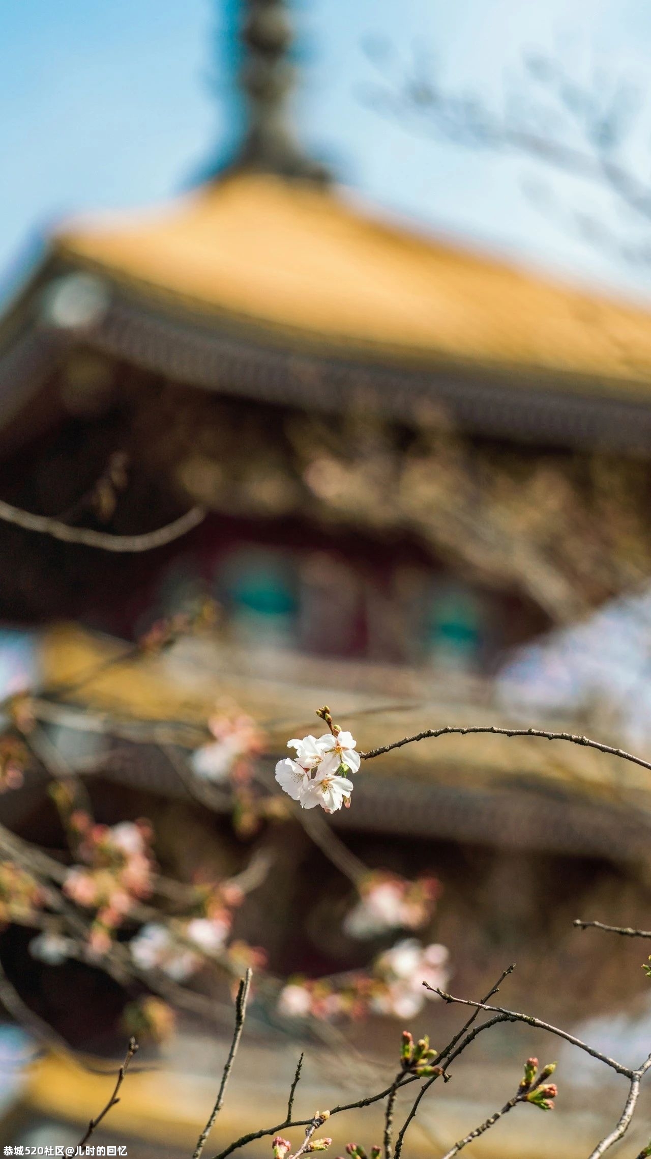 中国“樱花之都”火上热搜：去年欠自己的旅行，是时候了！589 / 作者:儿时的回忆 / 帖子ID:283163