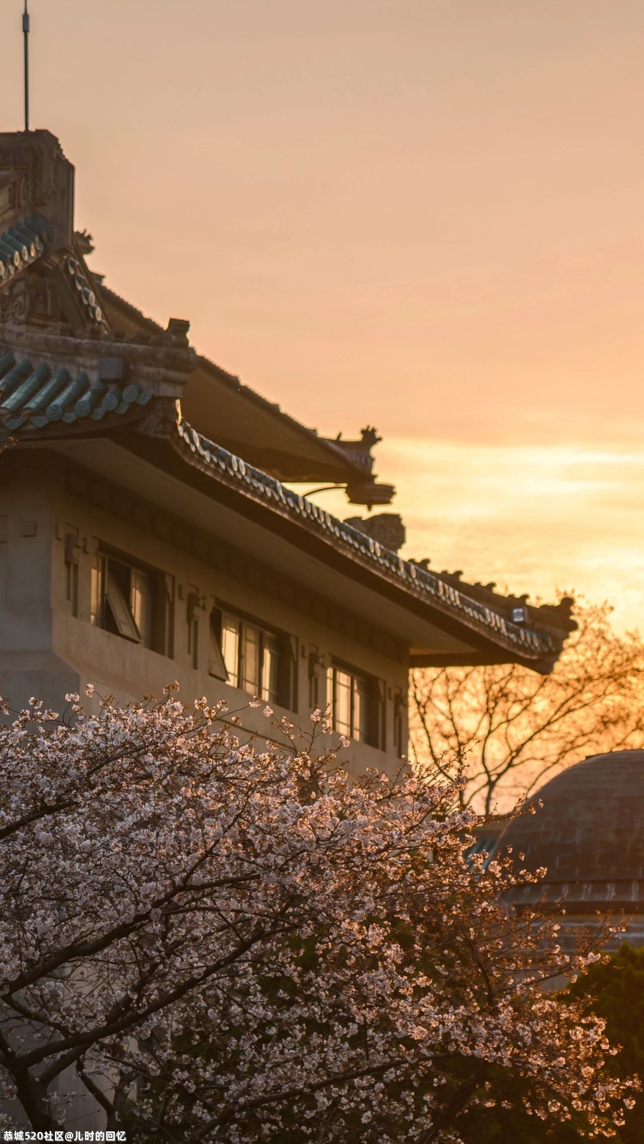 中国“樱花之都”火上热搜：去年欠自己的旅行，是时候了！41 / 作者:儿时的回忆 / 帖子ID:283163