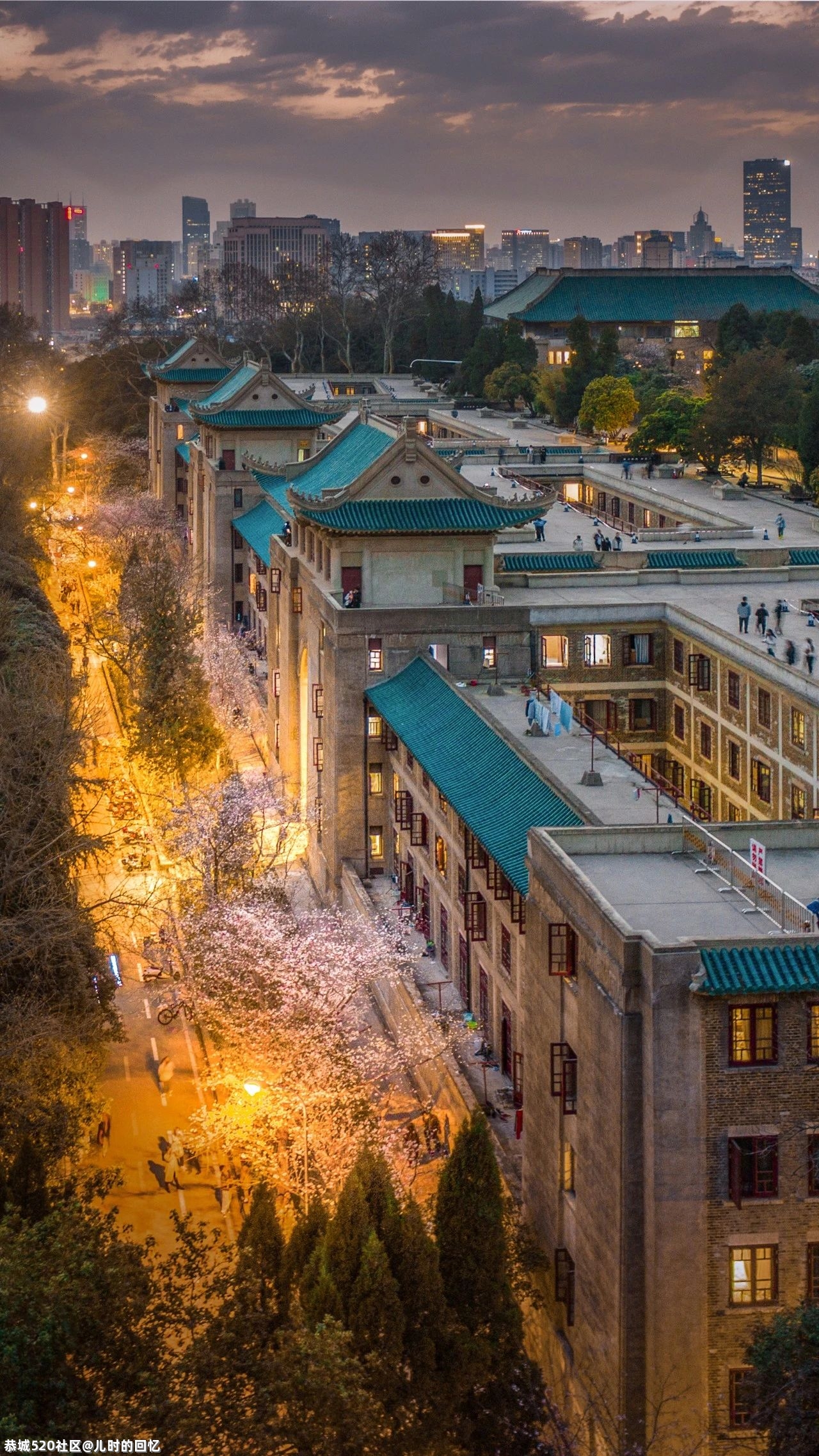 中国“樱花之都”火上热搜：去年欠自己的旅行，是时候了！106 / 作者:儿时的回忆 / 帖子ID:283163